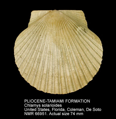 PLIOCENE-TAMIAMI FORMATION Chlamys solarioides.jpg - PLIOCENE-TAMIAMI FORMATION Chlamys solarioides (Heilprin,1887) 